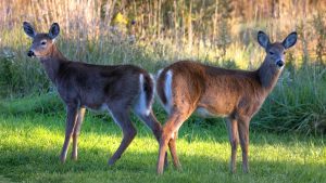 Symbolic and Spiritual Meaning of Deer