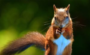 animal symbolism squirrel meaning