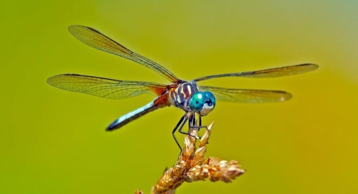 Animal Symbolism: Dragonfly Meaning on Whats-Your-Sign.com