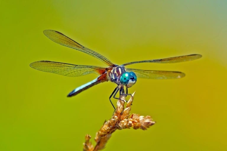 Animal Symbolism: Dragonfly Meaning on Whats-Your-Sign.com