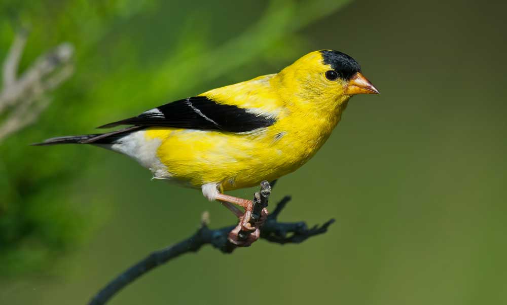 symbolic finch meaning
