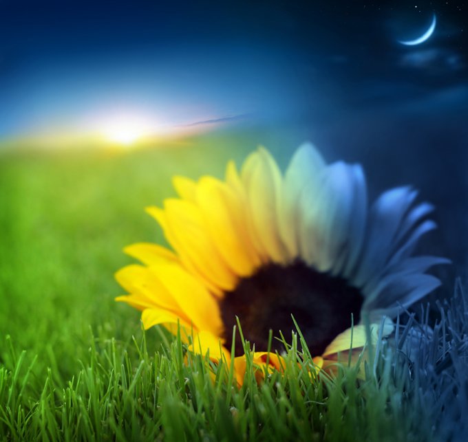 Flower Meanings in Dreams: Interpreting Flower Dreams ...