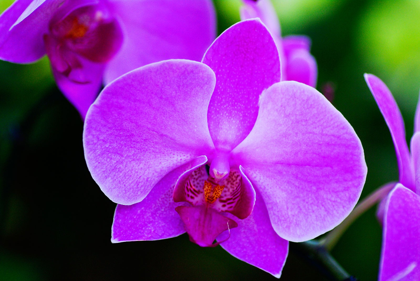 Flowers Their Meanings Orchids Interflora