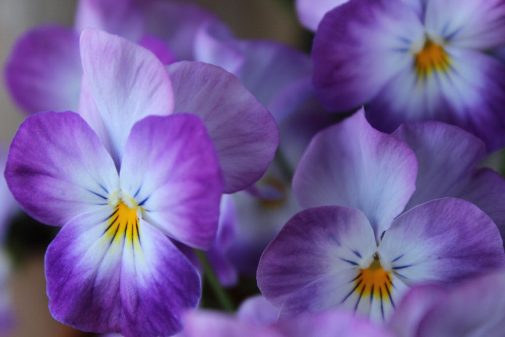 Flower Meanings: Meaning of the Pansy on Whats-Your-Sign