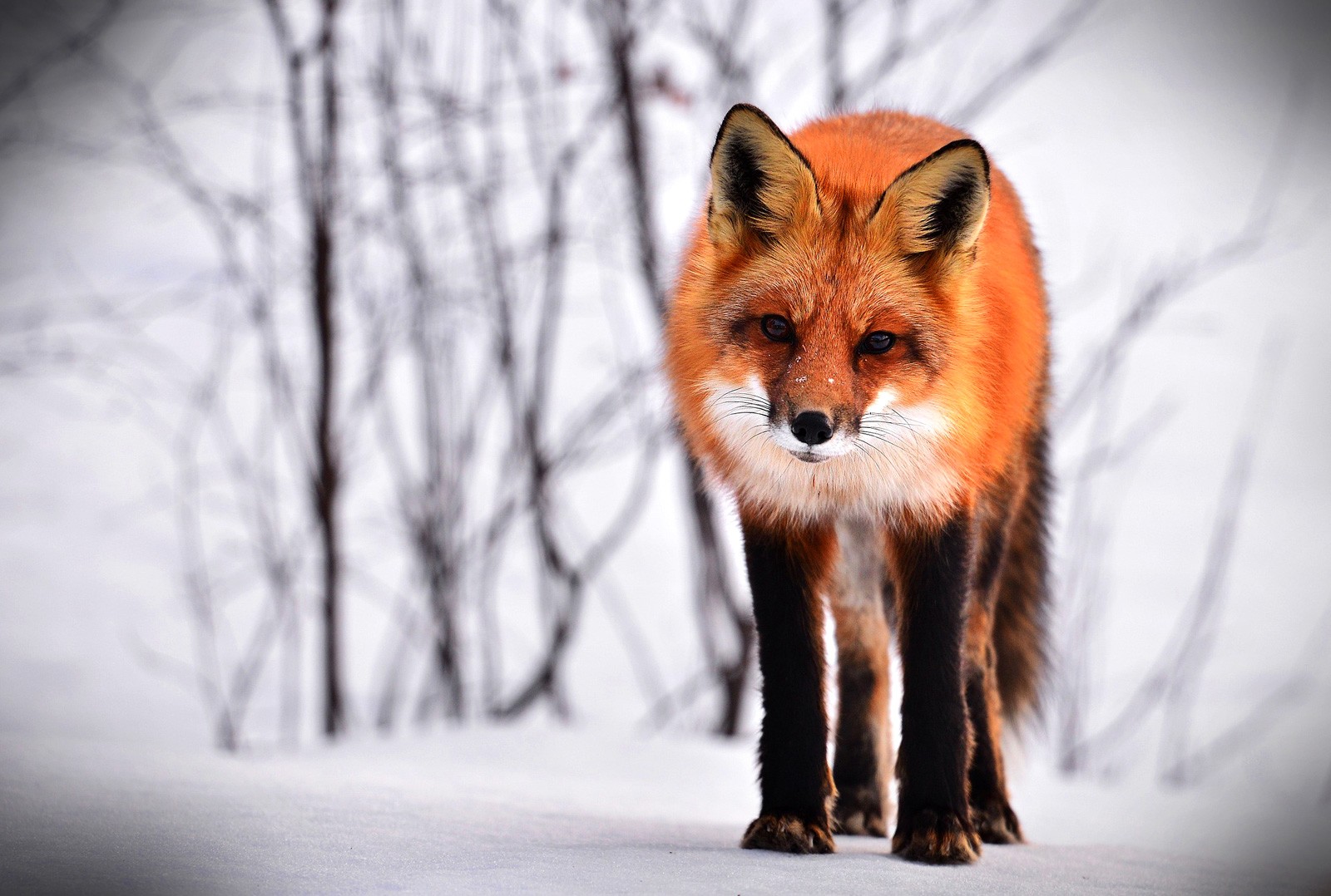 Fox Power Animal Symbol Of Camouflage Quick Wit Cunning Agility Magic –  Shamanic Journey