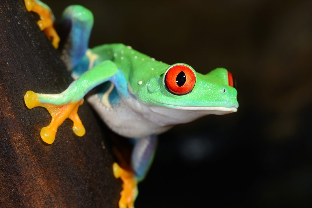 Frog Tattoo Ideas and Frog Meaning on Whats-Your-Sign