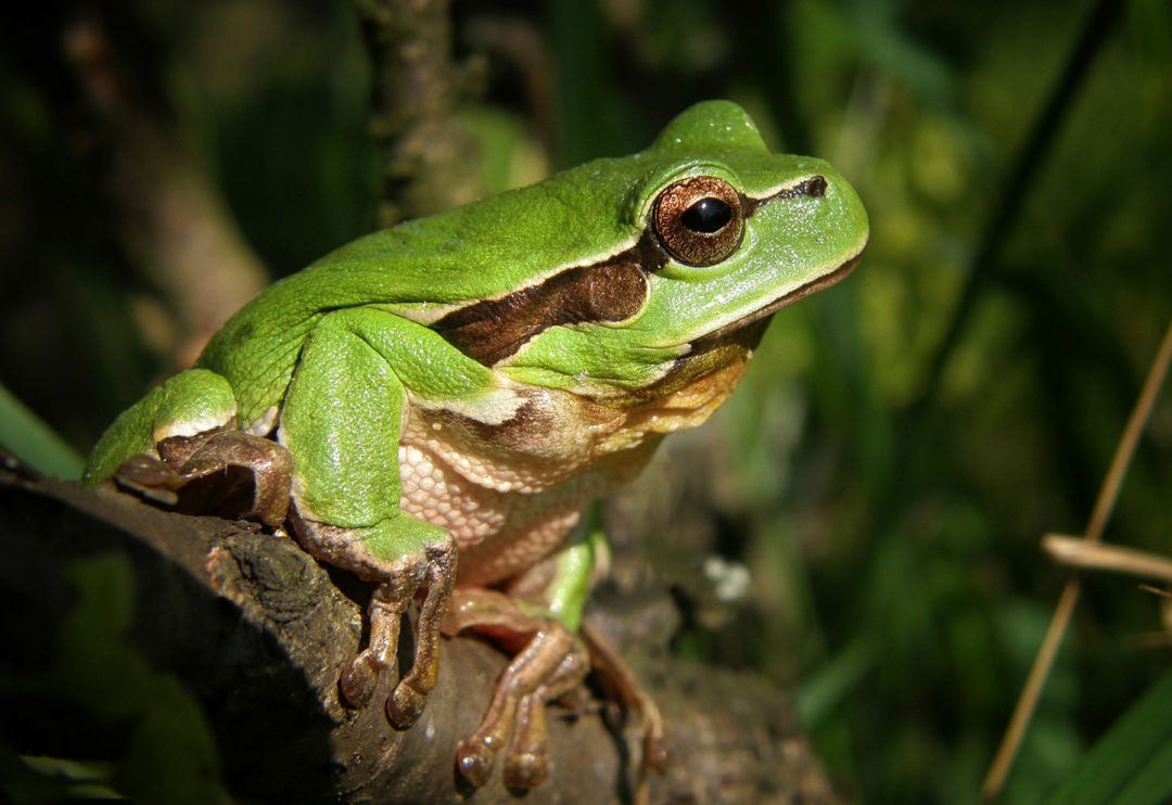 Frog Tattoo Ideas and Frog Meaning on Whats-Your-Sign