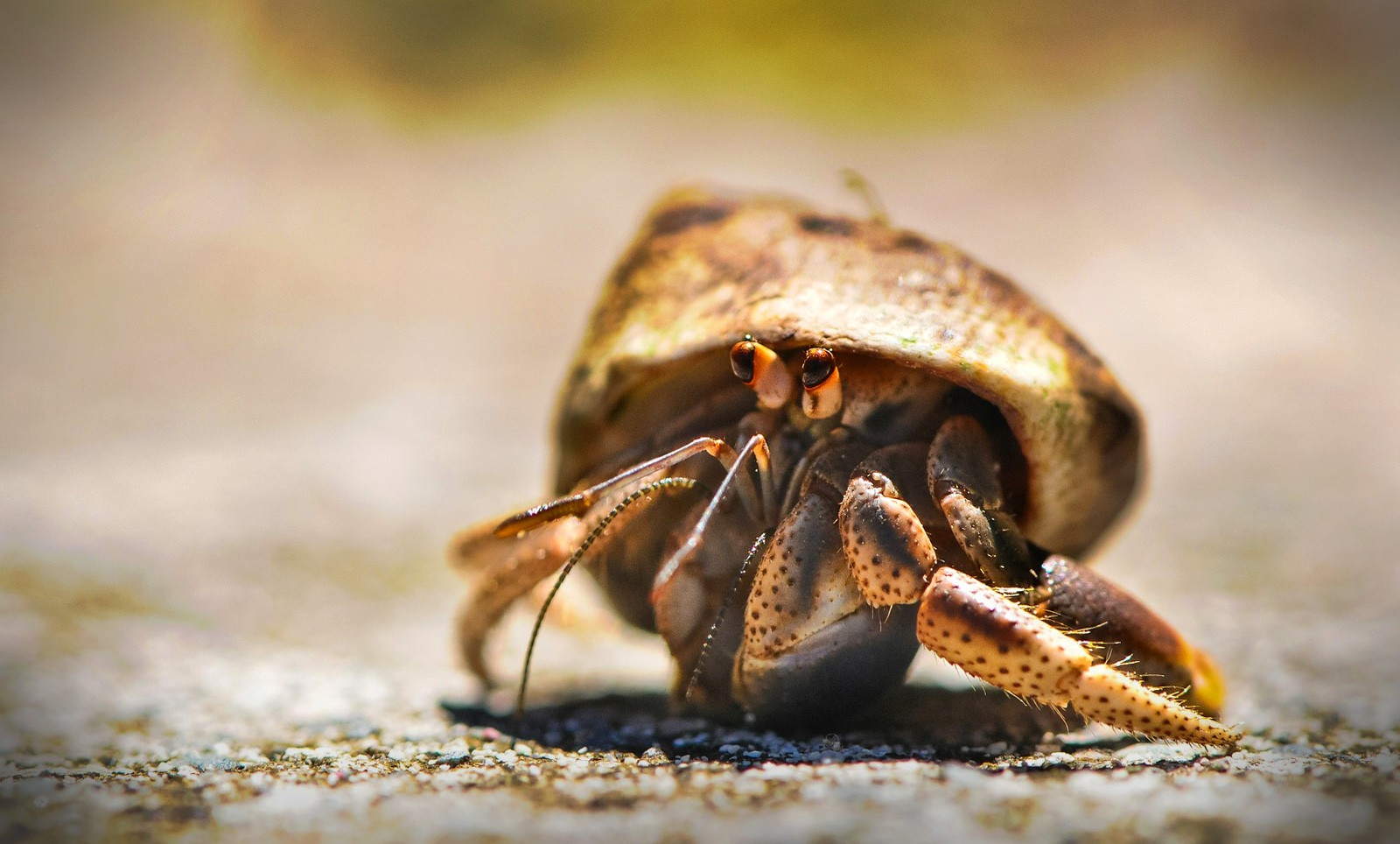 Hermit Crab Meaning And Symbolism On Whats Your Sign