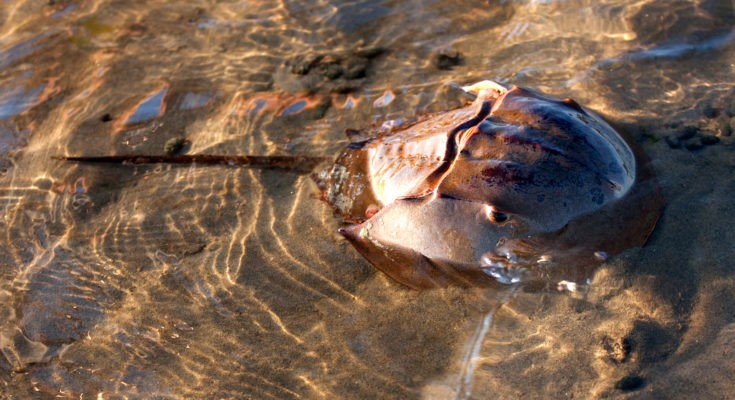 Horseshoe Crab Meaning In Hindi