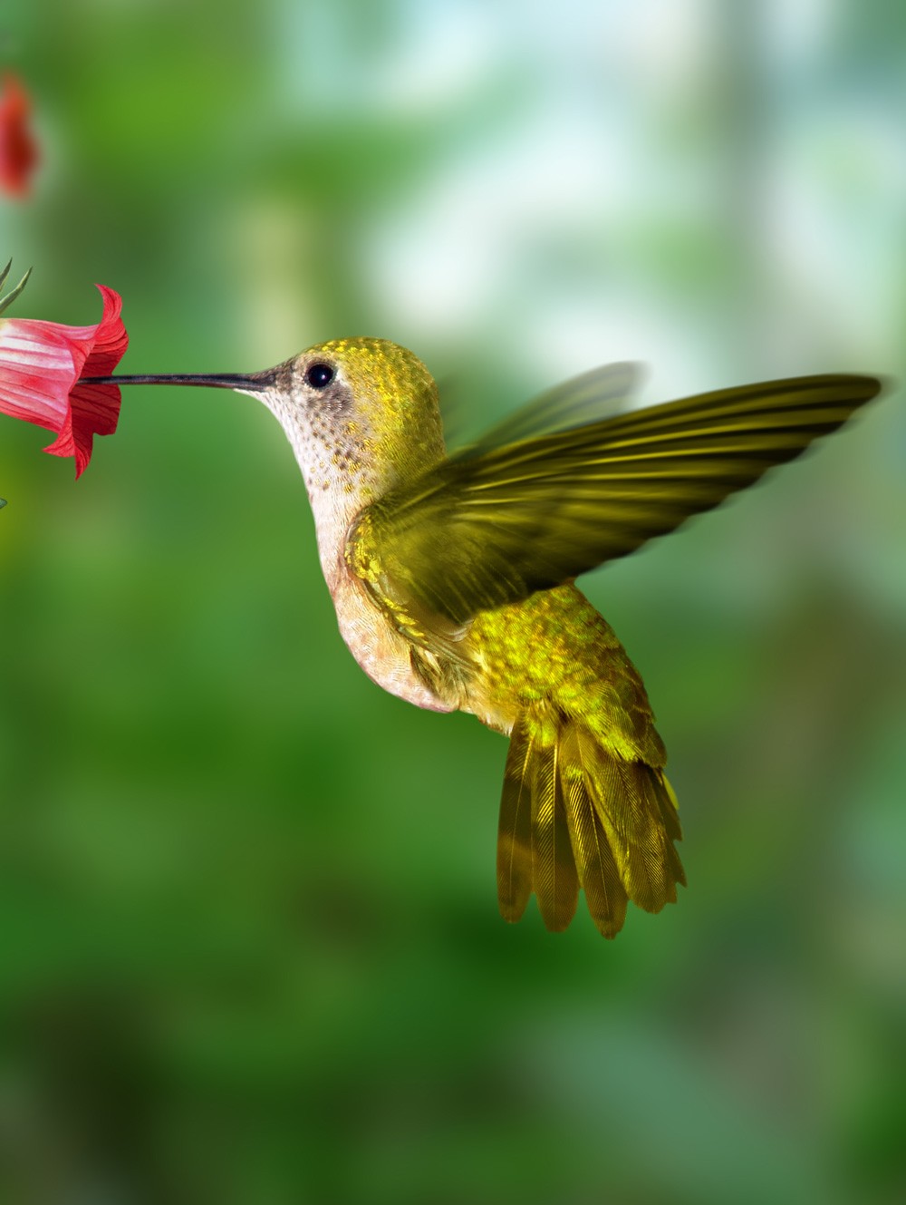 hummingbird-animal-totem-hummingbird-meaning-on-whats-your-sign