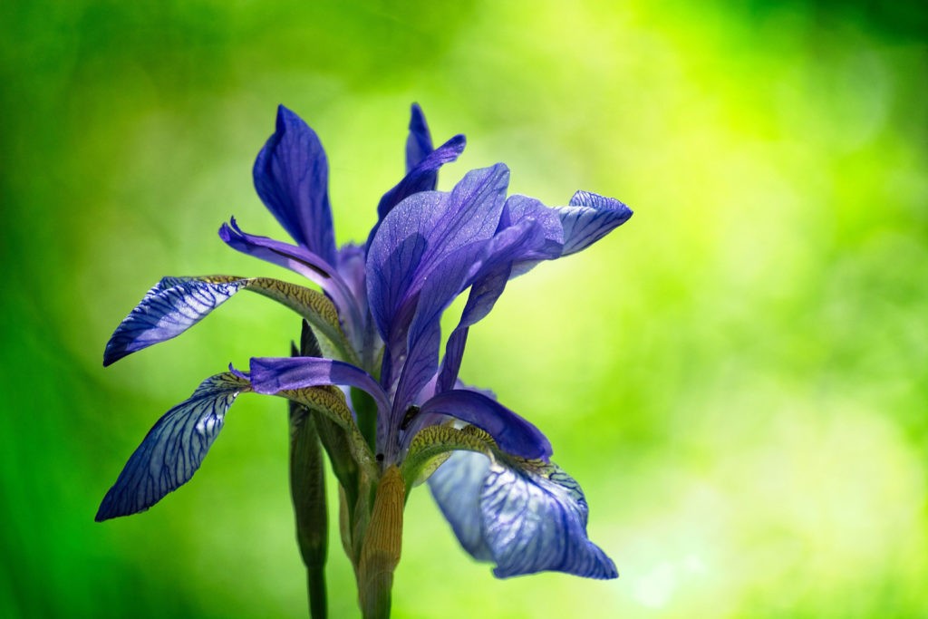 Iris Flower Meanings and Iris Symbolism on WhatsYourSign