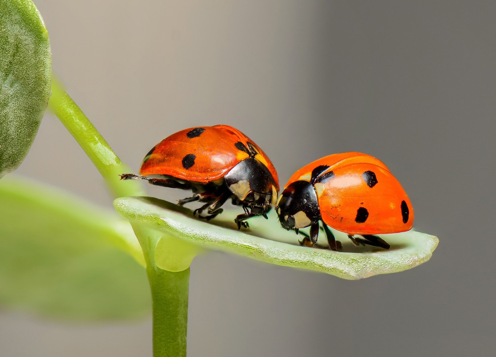 Ladybug Love Symbolism And Meaning On Whats Your Sign