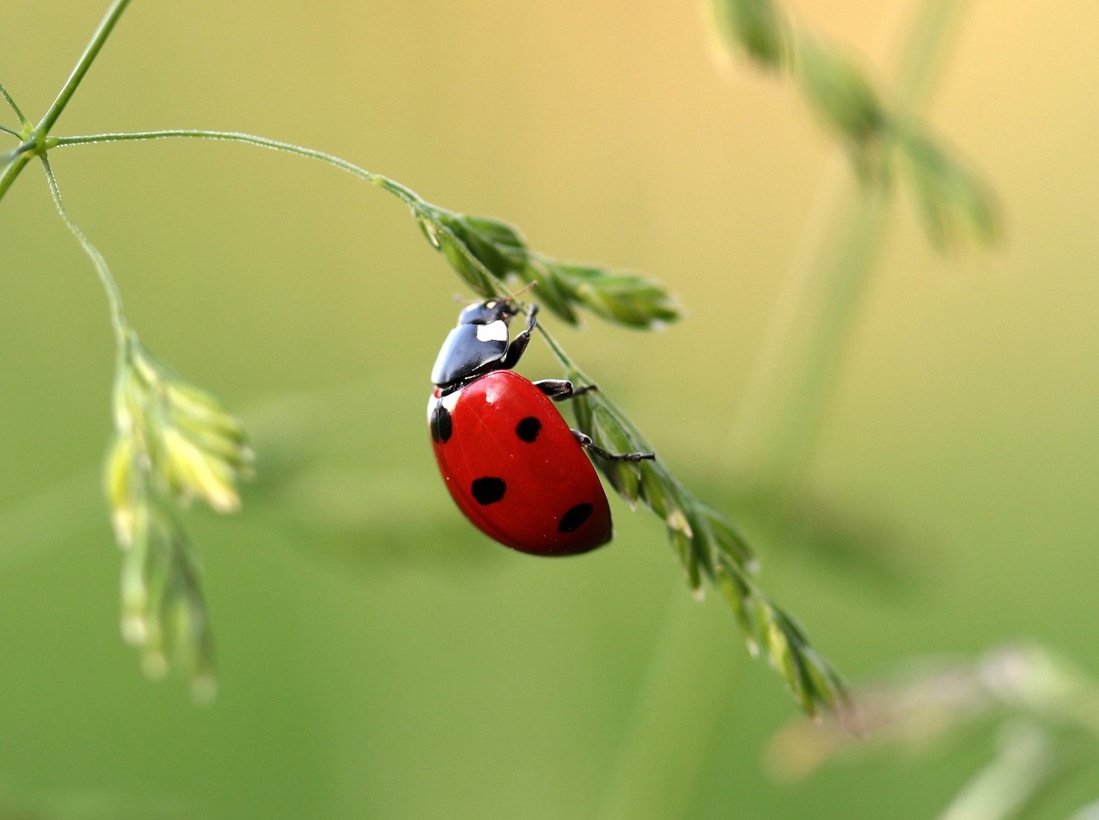 ladybug-love-symbolism-and-meaning-on-whats-your-sign