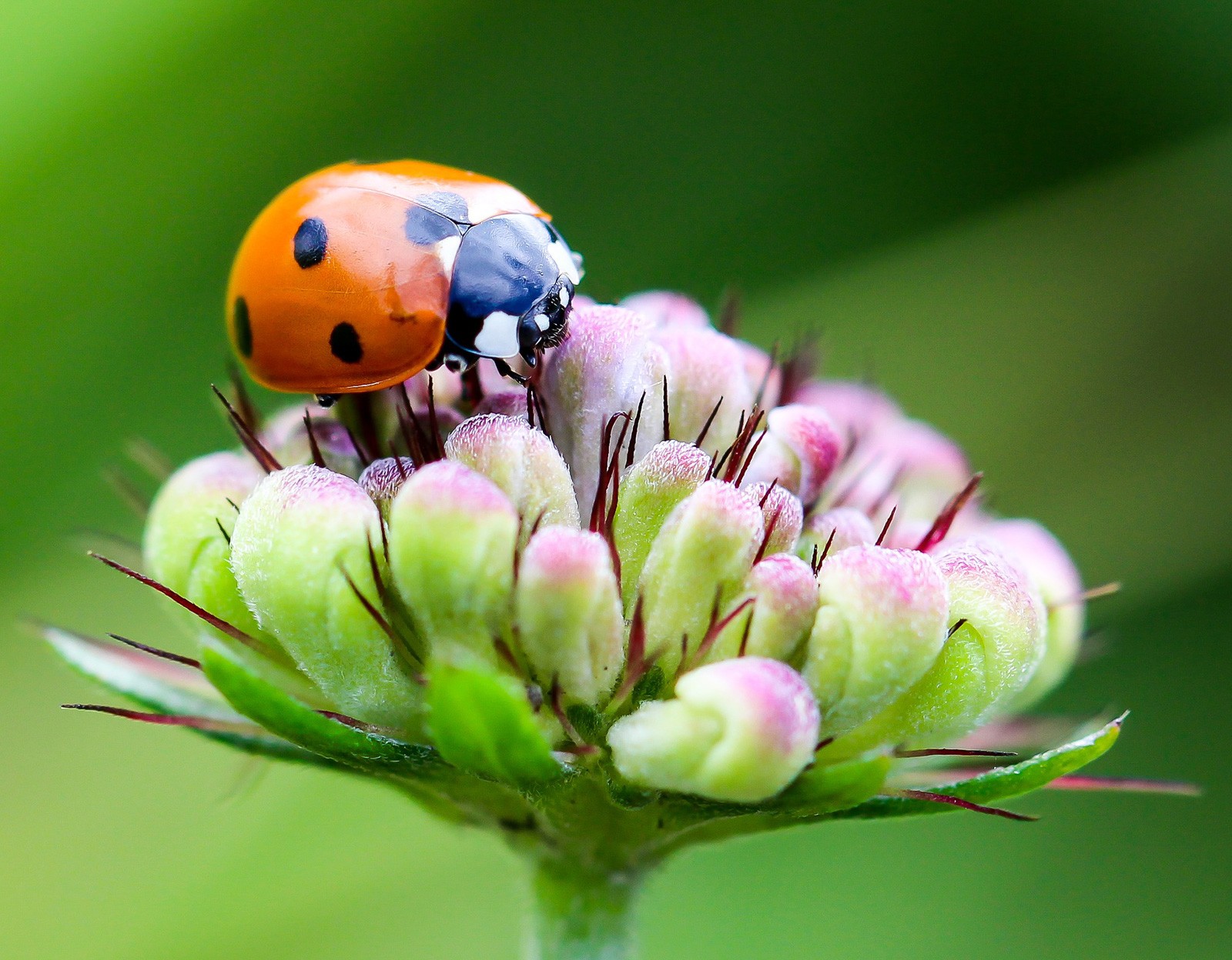 Ladybug Meaning In Love