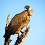law of attraction and vulture meaning