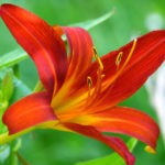 symbolic lily meaning