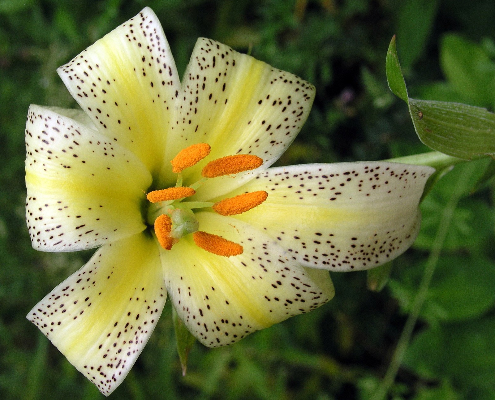 Lily Meaning And Symbolism Of The Lily On Whats Your Sign