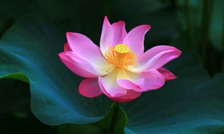 Lotus Flower Meanings and Lotus Symbolism on WhatsYourSign