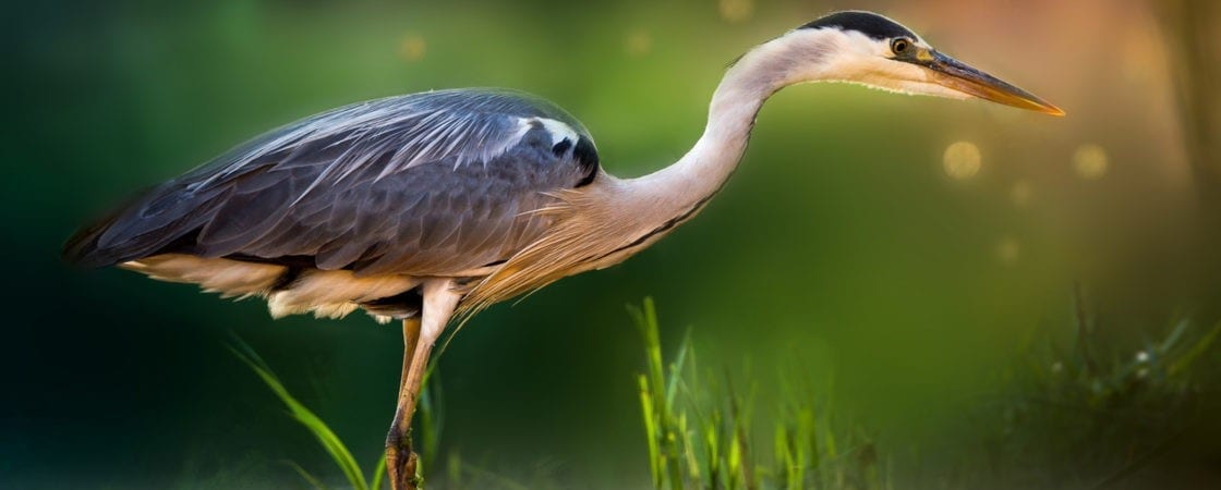 symbolic meaning of the heron