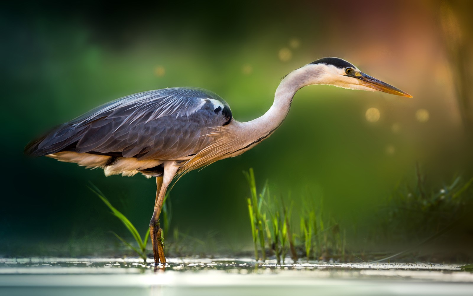 Symbolic Meaning Of The Heron On Whats Your Sign