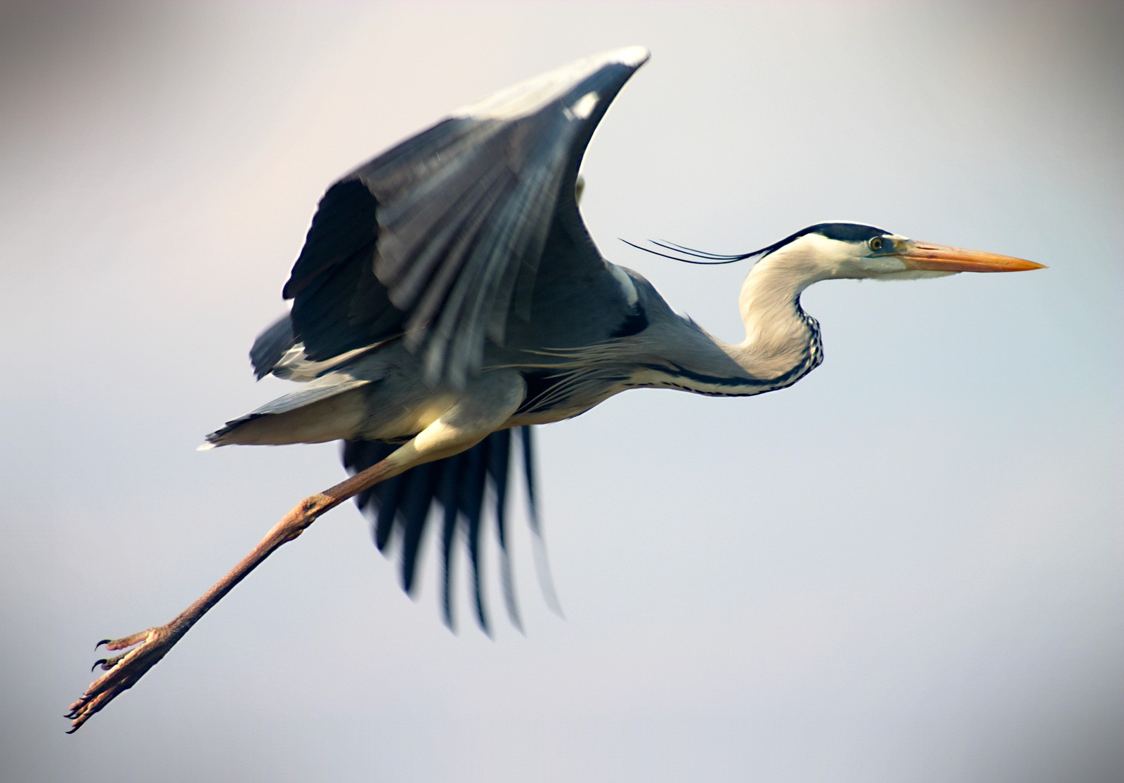 Symbolic Meaning of the Heron on Whats-Your-Sign