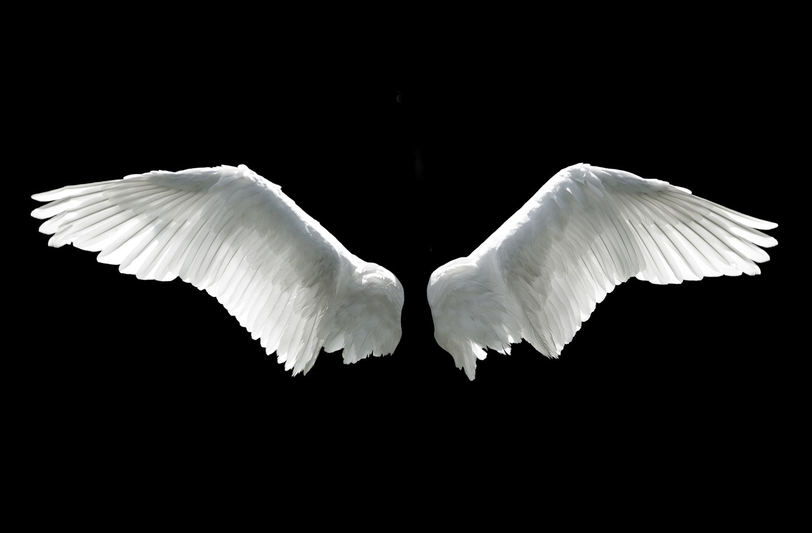 Symbolic Meaning Of Wings On Whats Your Sign