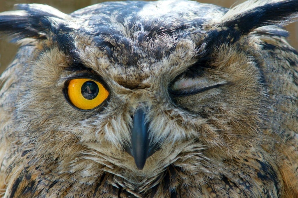 symbolic owl meaning