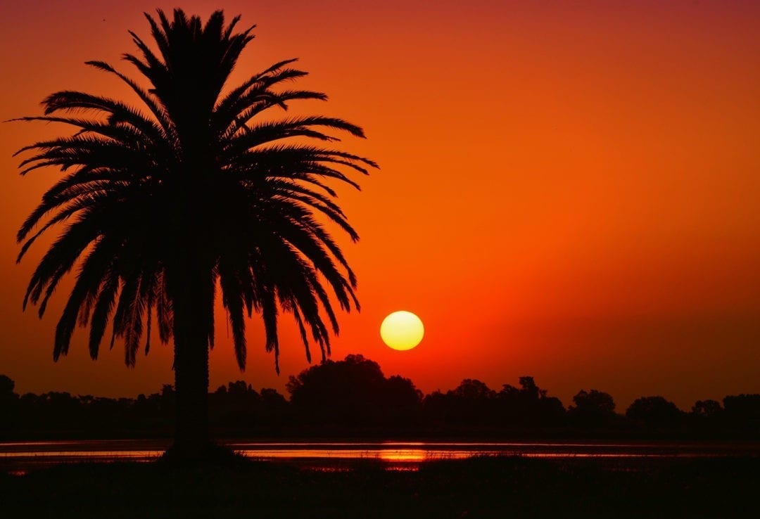 palm-tree-symbolism-and-meaning-on-whats-your-sign