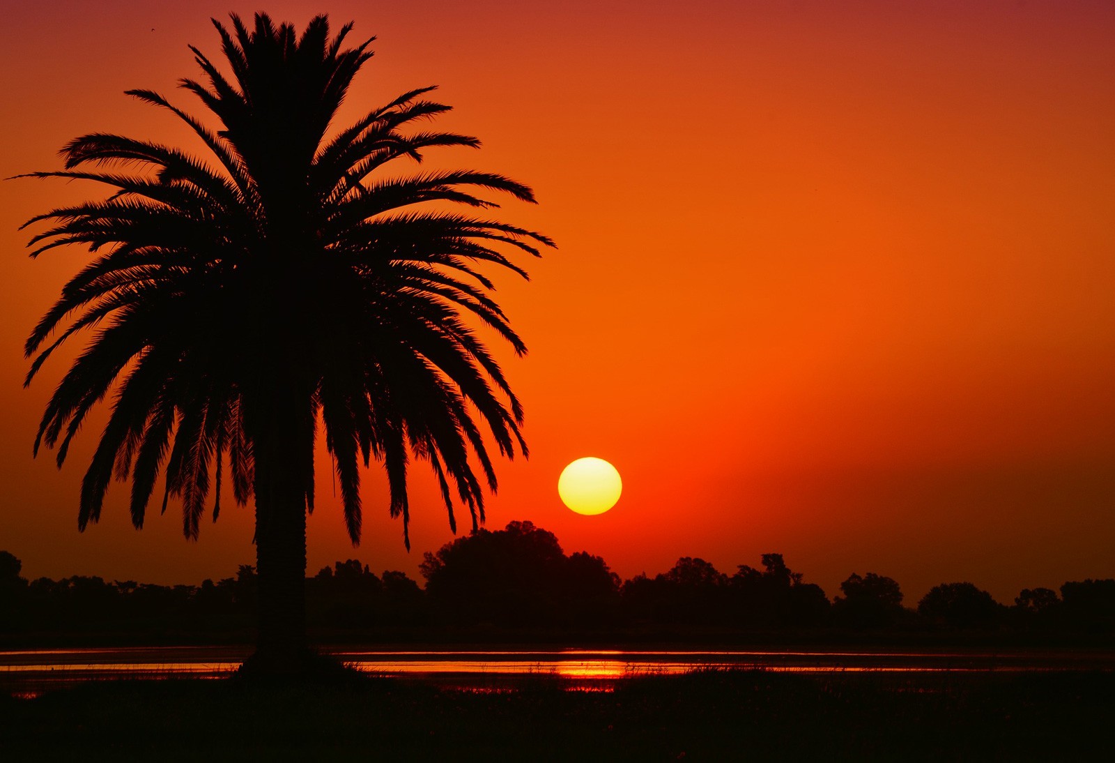 palm-tree-symbolism-and-meaning-on-whats-your-sign