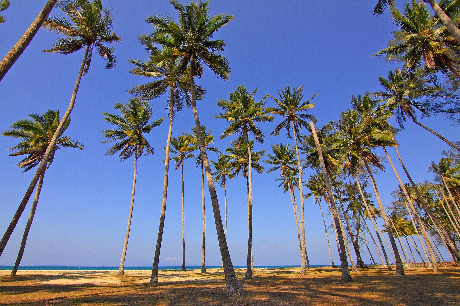 Palm Tree Symbolism And Meaning On Whats Your Sign