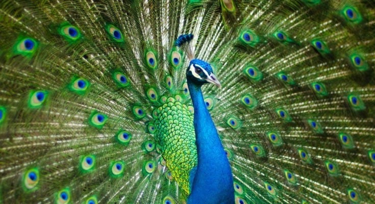 Peacock Symbolism and Peacock Meaning on Whats-Your-Sign