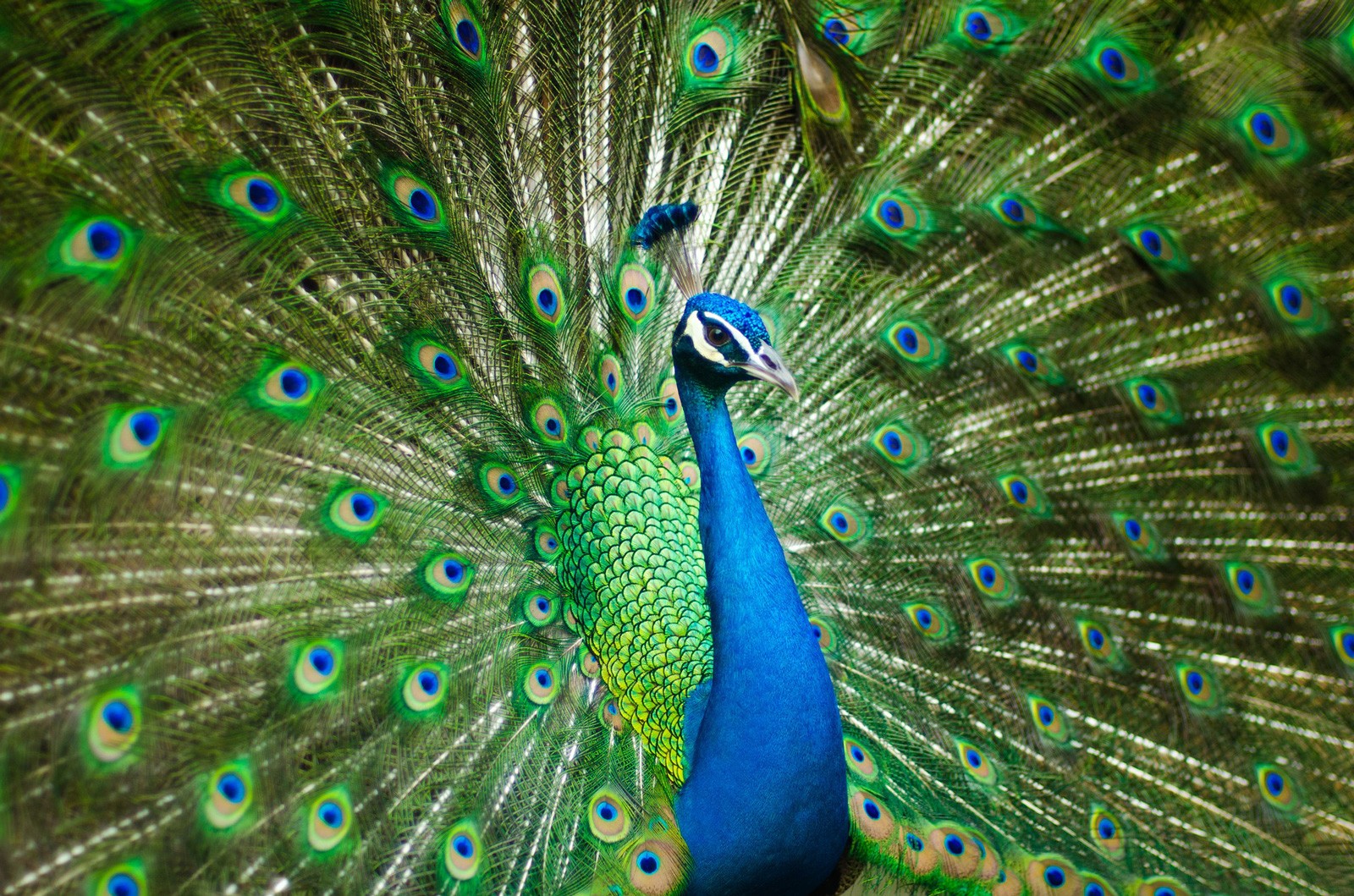 Peacock Symbolism And Peacock Meaning On Whats Your Sign