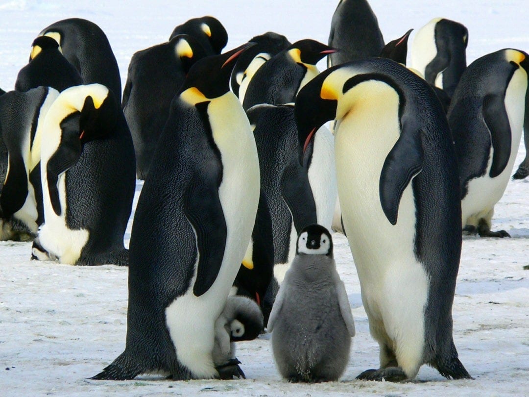 penguins-for-life-sister-s-his-and-her-s-tattoo-gentoo-penguins-mate