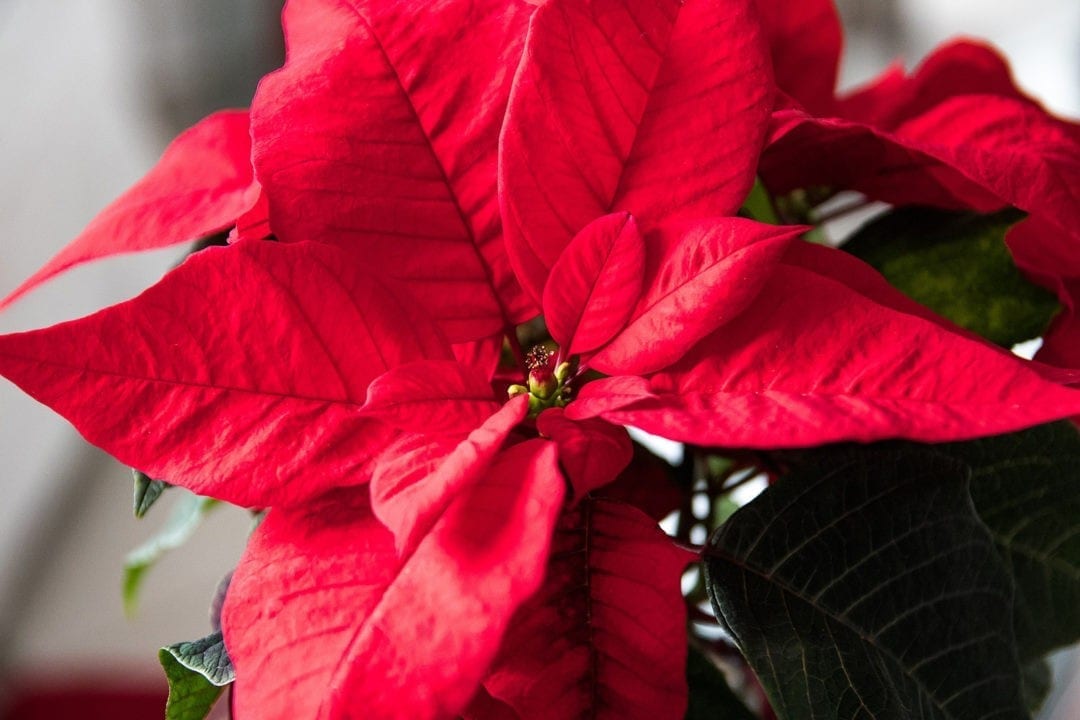 Poinsettia Christmas Flower Meanings on Whats-Your-Sign