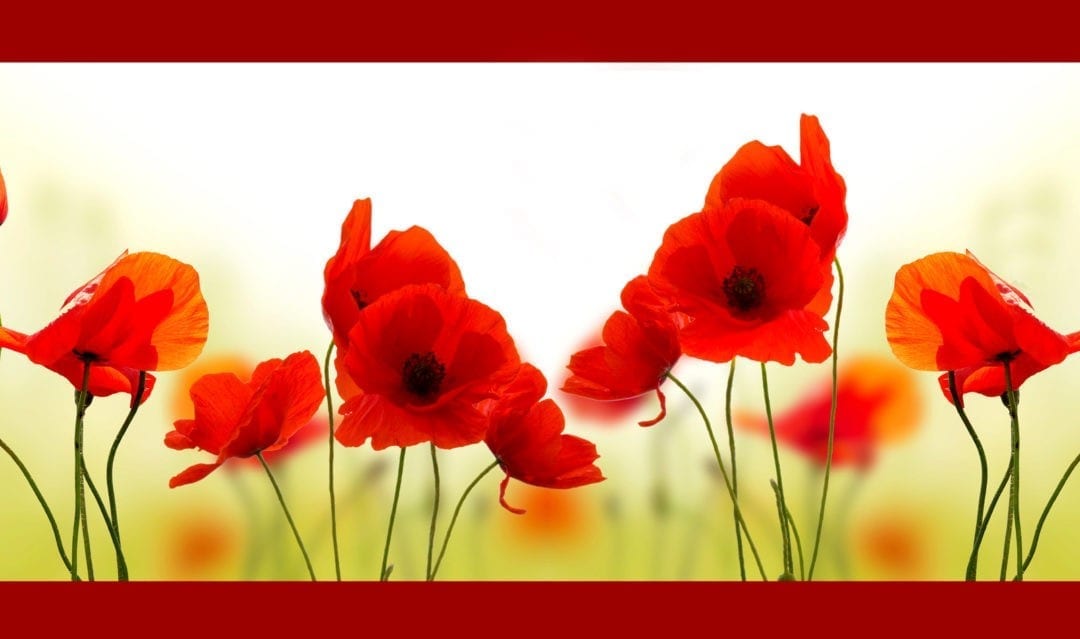 poppy-symbolism-and-poppy-flower-meanings-on-whats-your-sign