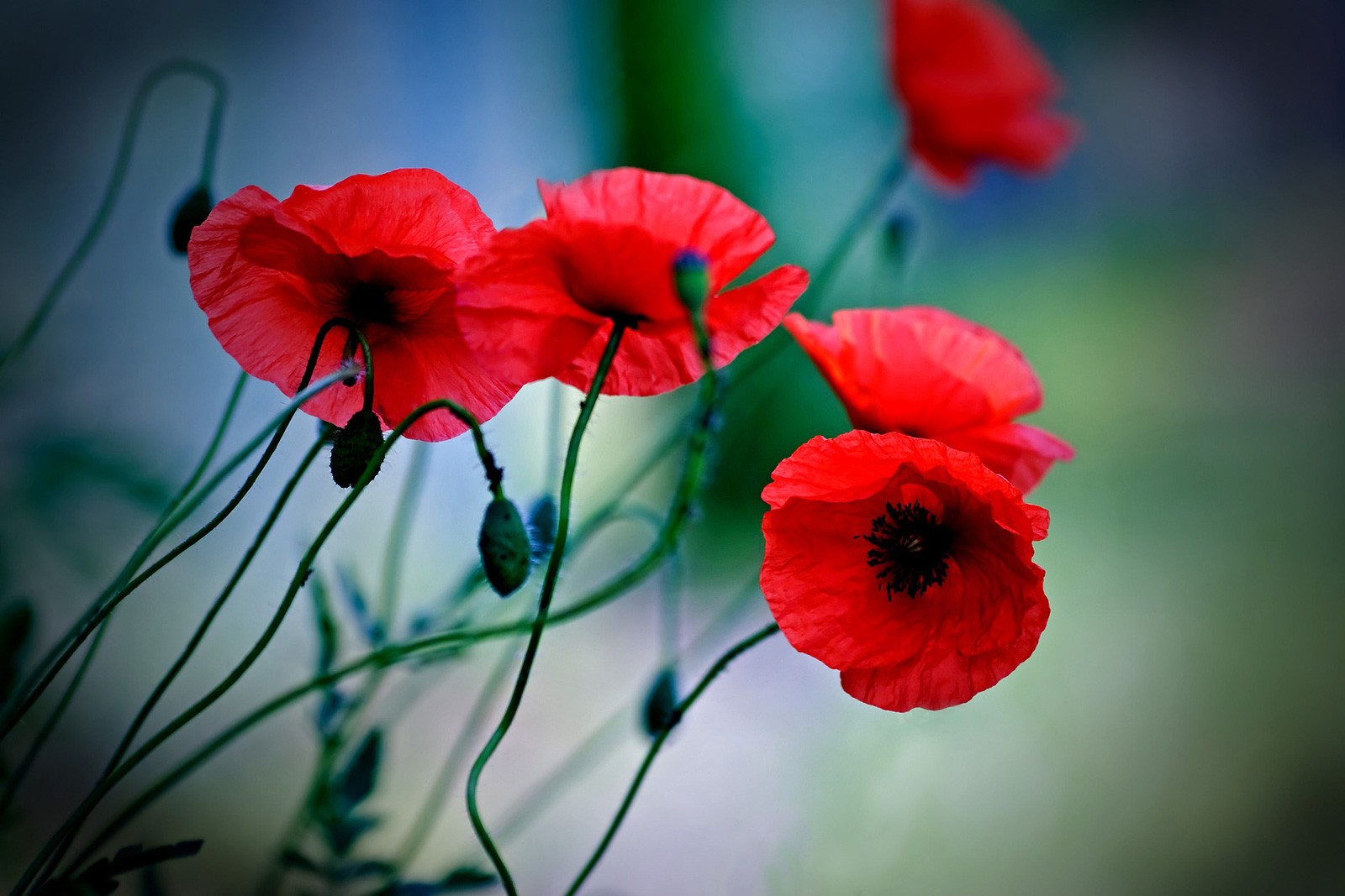 Poppy Symbolism And Poppy Flower Meanings On Whats Your Sign