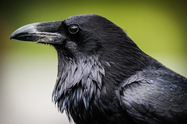 falcons-and-ravens-meaning-of-conflict-on-whats-your-sign