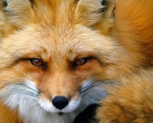 red fox symbolism