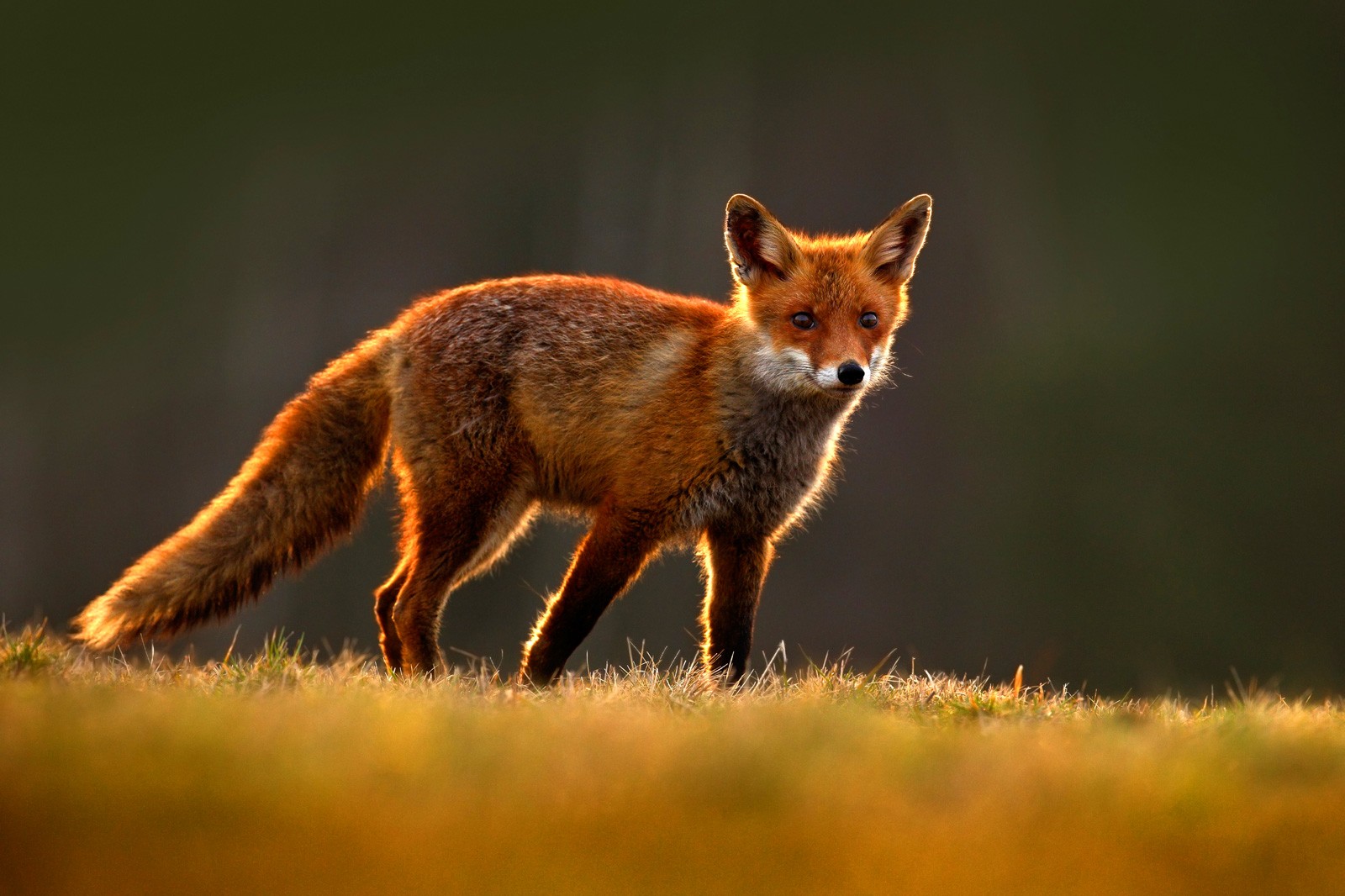 Покажи fox. Оранжевая лиса. Лисы рыжие на зеленом. Цветовые разнообразия у рыжих лисиц. Red Fox GTX.