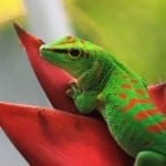 reptile animal totems: Amphibian and reptile meanings