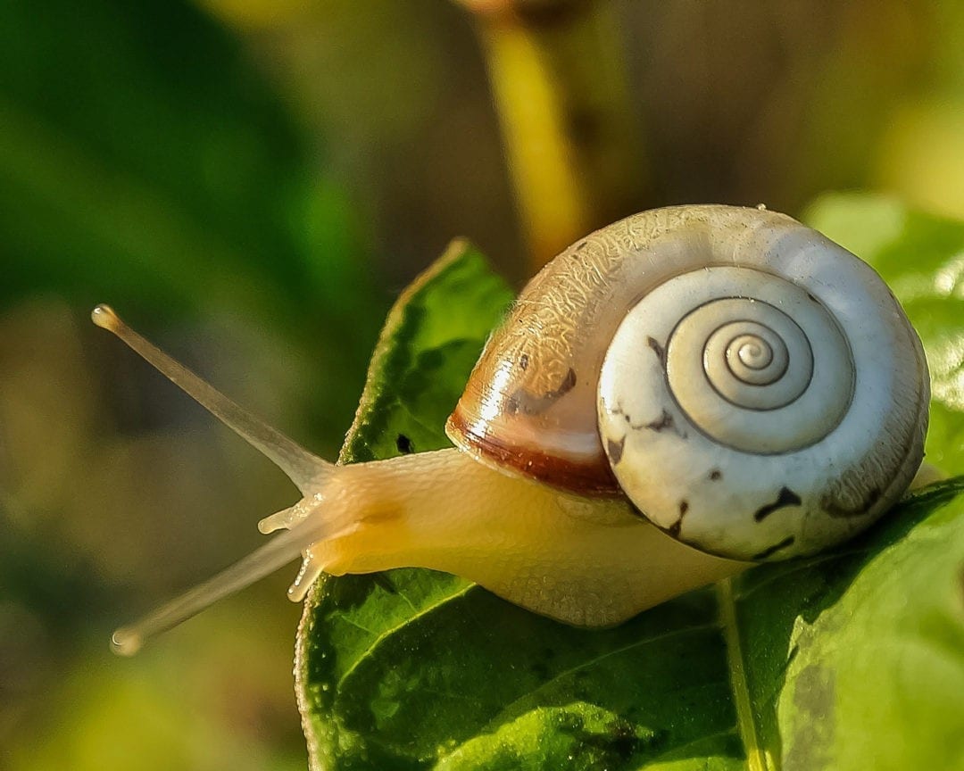 Snail Meaning and Snail Tattoo Ideas on Whats-Your-Sign