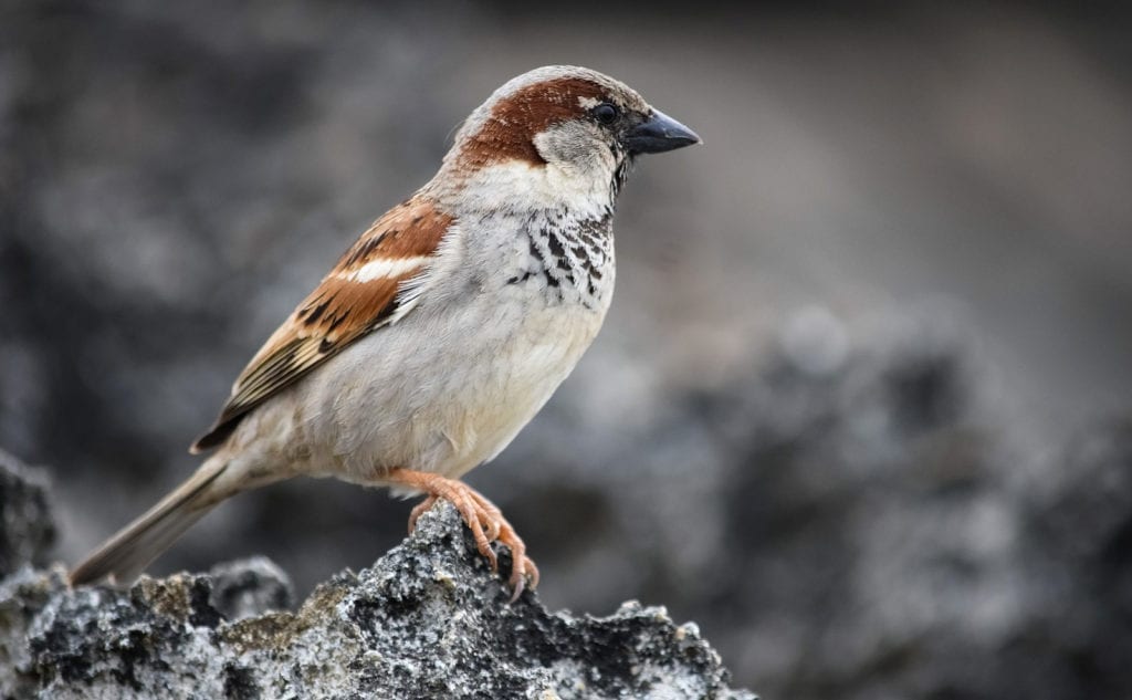 Sparrow Meaning And Sparrow Symbolism On Whats Your Sign