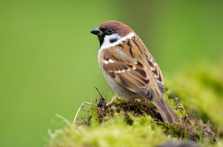 Sparrow Meaning and Sparrow Symbolism on Whats-Your-Sign