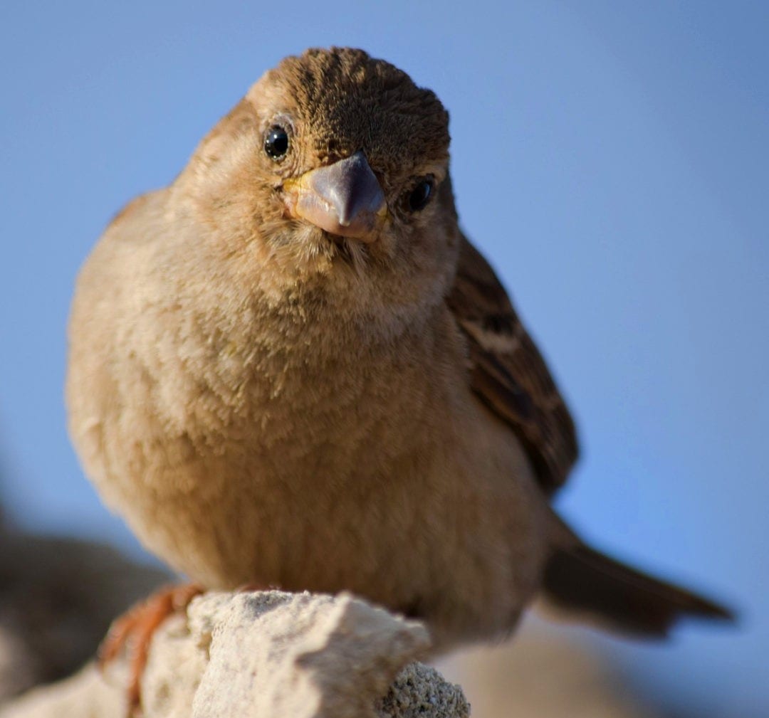 sparrow-meaning-and-sparrow-symbolism-on-whats-your-sign