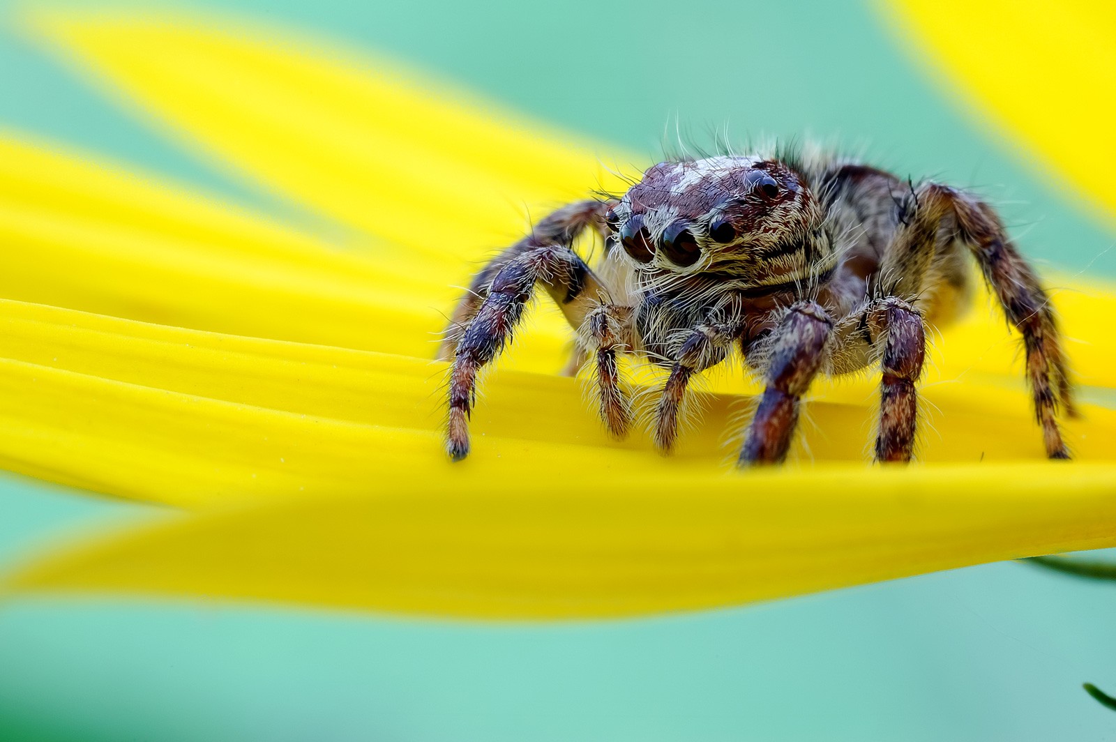 Spider Tattoo Meanings And Spider Symbolism On Whats Your Sign