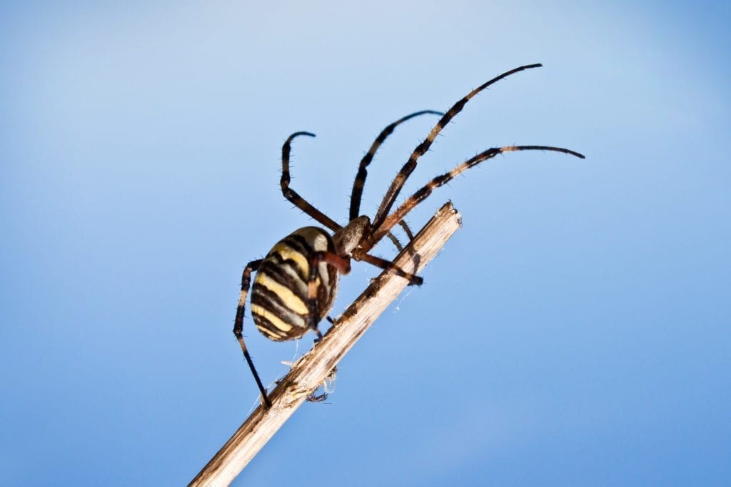 spider-symbol-meaning-spinning-spider-symbolism-on-whats-your-sign