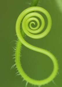 spiral meaning