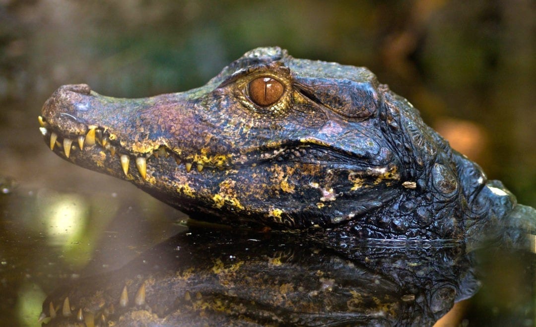 Symbolic Alligator Meaning and Crocodile Meaning on Whats-Your-Sign