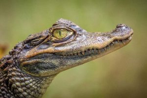 alligator meaning and crocodile meaning