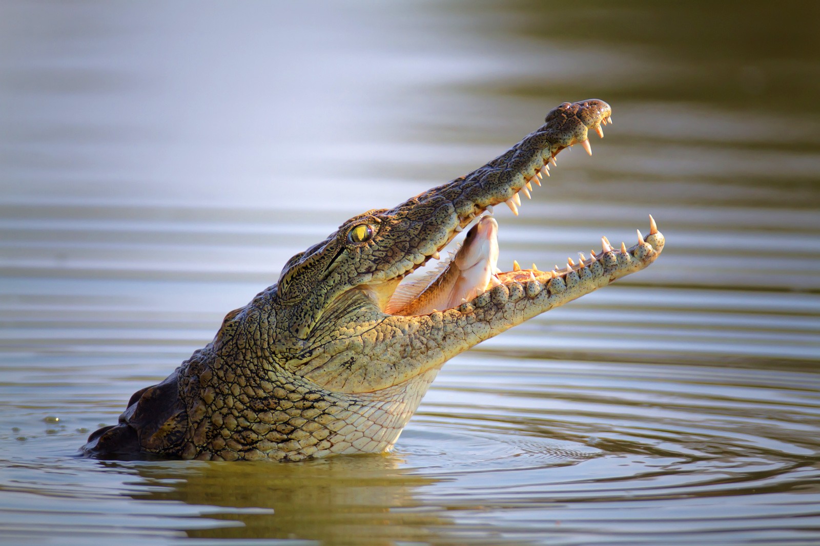 Symbolic Alligator Meaning And Crocodile Meaning On Whats Your Sign